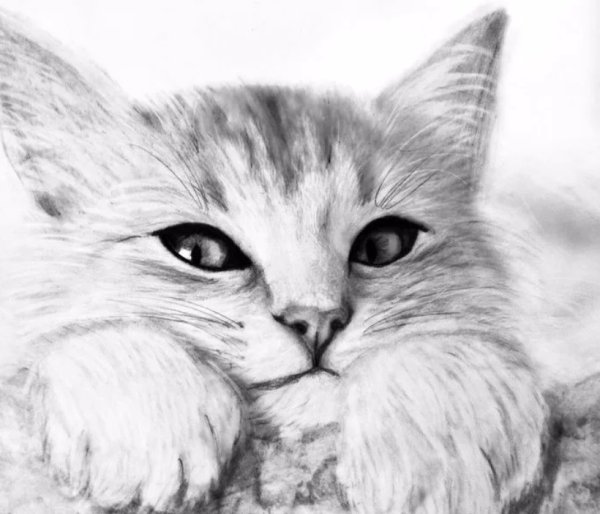 Кот карандашом