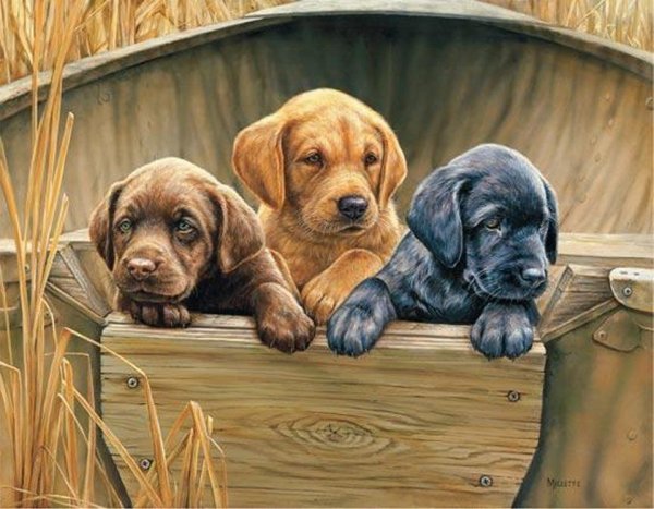 Розмари ретривер