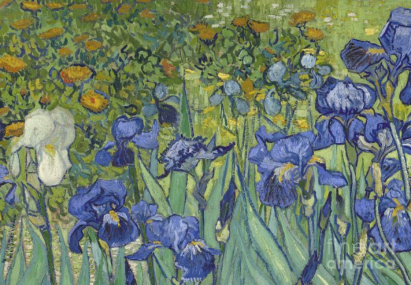 Irises Vincent van Gogh