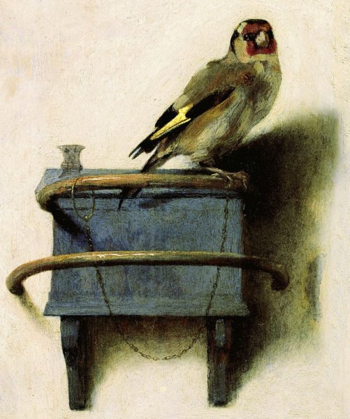 Фабрициус щегол