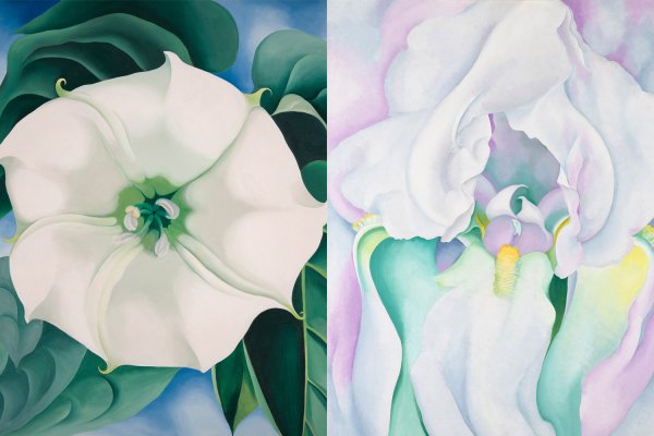 Дурман белый цветок Джорджия о Кифф