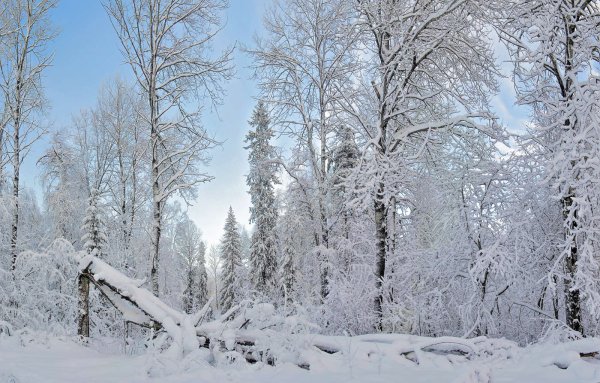 Шишкин Иван Иванович зима