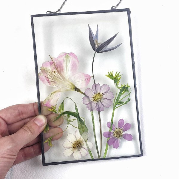 Гербарий под стеклом