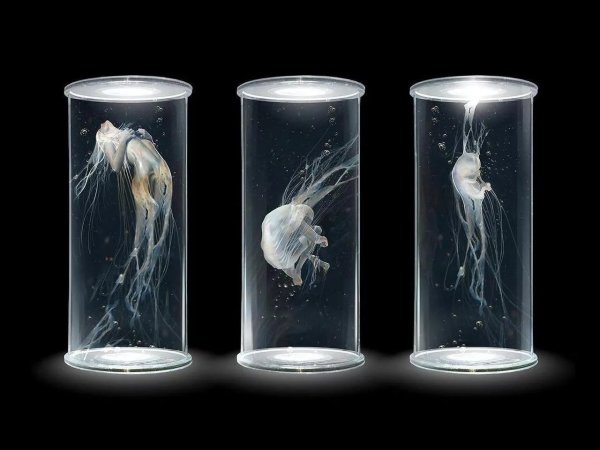 Формалин Эстетика капсула