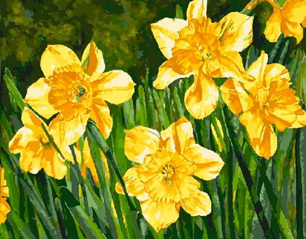 Helen Shideler художник нарциссы