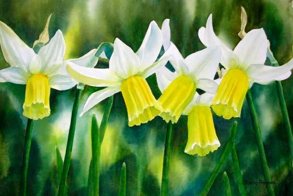 Нарцисс акварелью художников