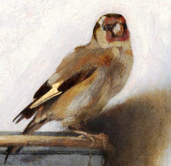 Фабрициус щегол