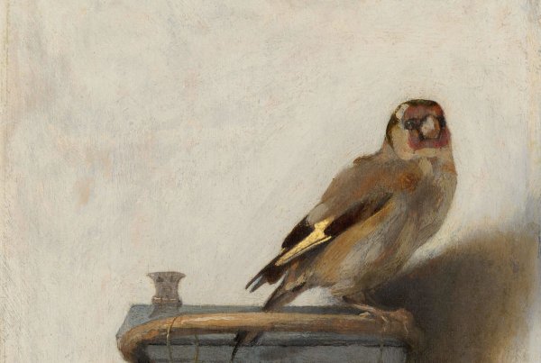 Щегол Рембрандт