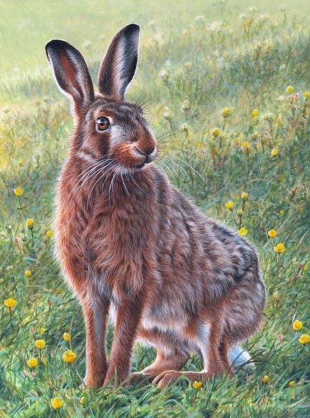 Живопись животные заяц