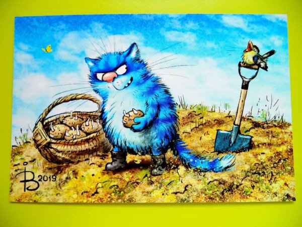 Коты Ирины Зенюк