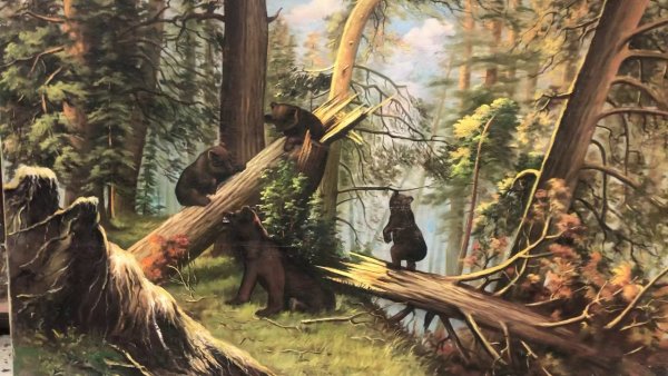 Шишкин мишки в Сосновом Бору