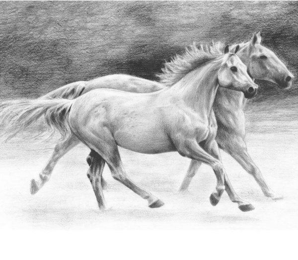 Лошадь карандашом