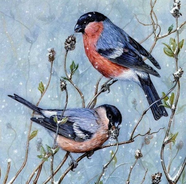 Снегирь живопись Мария Павлова
