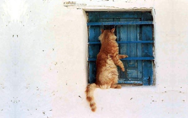 Кошка заглядывает в дверь