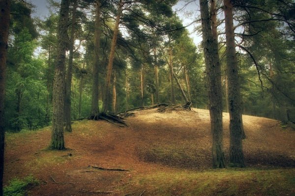 Шишкин Иван Иванович Сосновый Бор