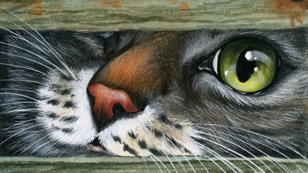 Картины Ирины Гармашовой коты