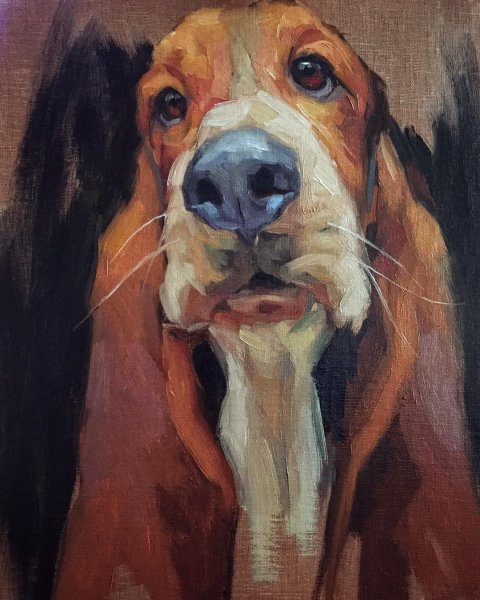 Бишон фризе портрет