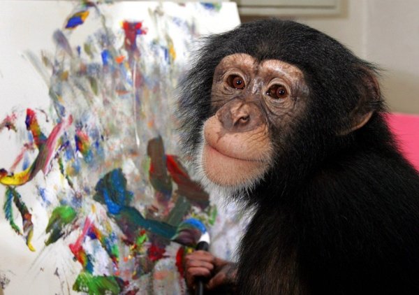 Искусство шимпанзе Конго работы