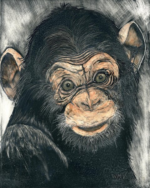 Искусство шимпанзе Конго