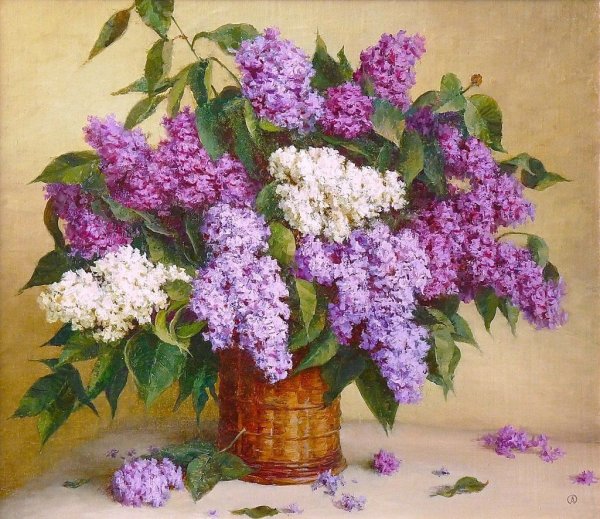 Сирень Суриков