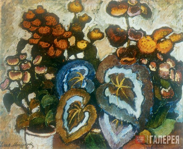 Илья Машков бегонии