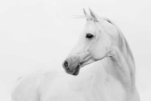 Белая картина