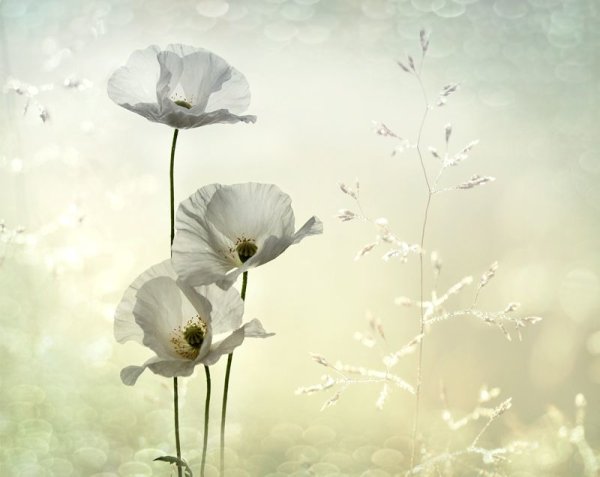 Белые розы маслом