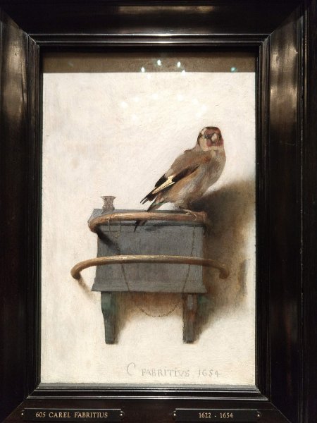 Карел Фабрициус щегол