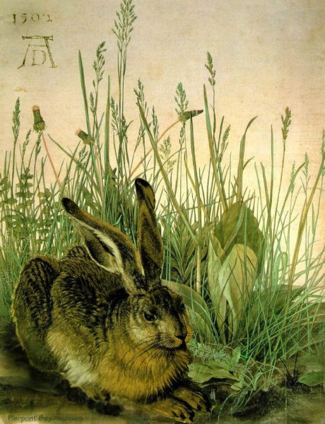 Альбрехт Дюрер заяц 1502