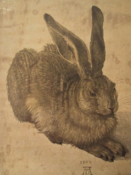 Альбрехт Дюрер заяц