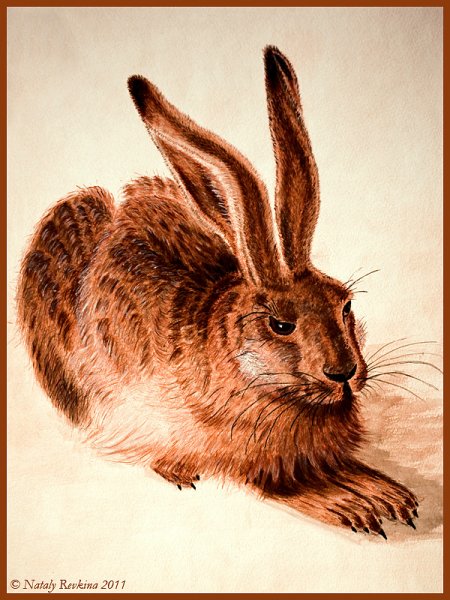 Альбрехт Дюрер заяц 1502