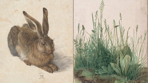 Альбрехт Дюрер кролик