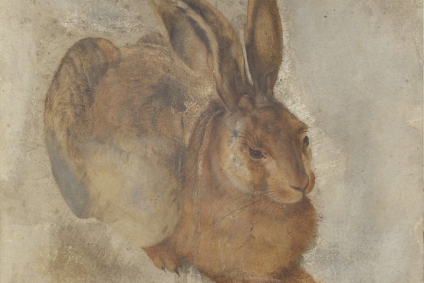 Альбрехт Дюрер заяц