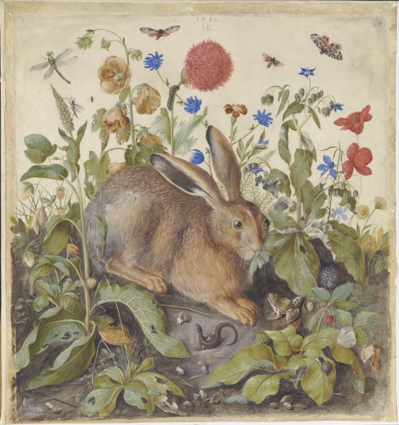 Альбрехт Дюрер кролик