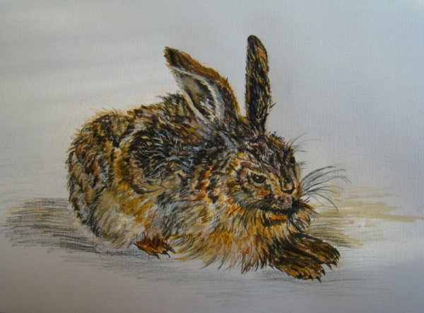 Альбрехт Дюрер заяц описание