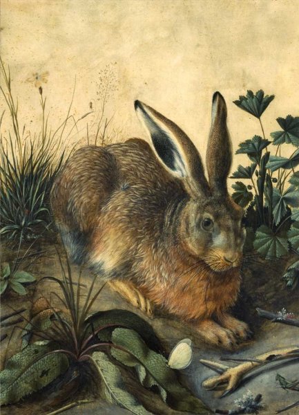 Альбрехт Дюрер анималистика