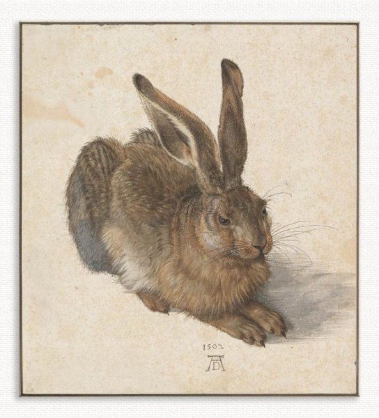 Альбрехт Дюрер акварель