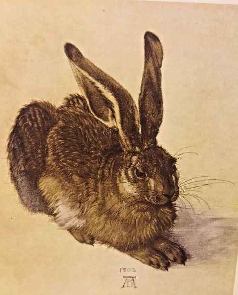 Альбрехт Дюрер заяц 1502