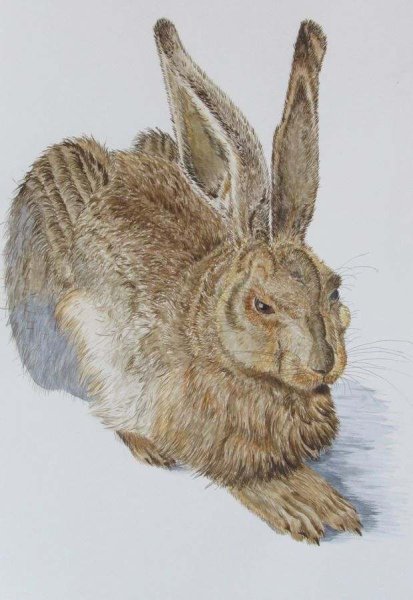Альбрехт Дюрер заяц