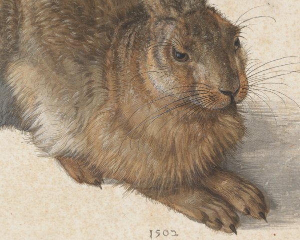 Альбрехт Дюрер, "заяц", 1502 г.