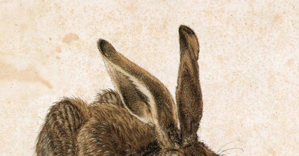 Дюрер заяц
