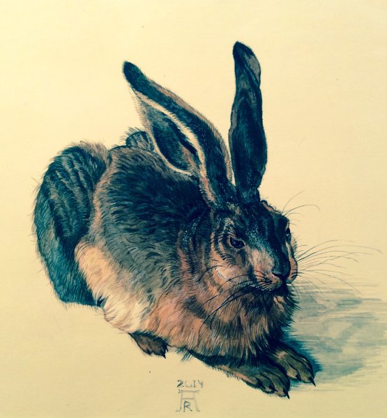 Альбрехт Дюрер портрет зайца