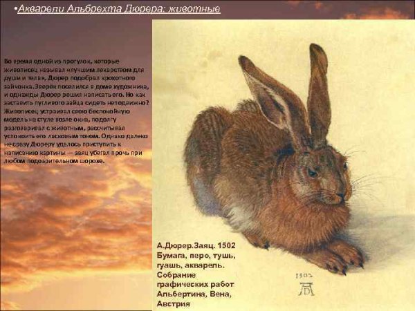Альбрехт Дюрер, "заяц", 1502 г.