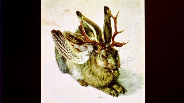 Альбрехт Дюрер заяц 1502 Жанр