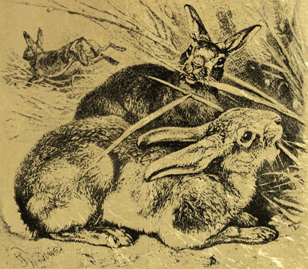 Альбрехт Дюрер анималистика