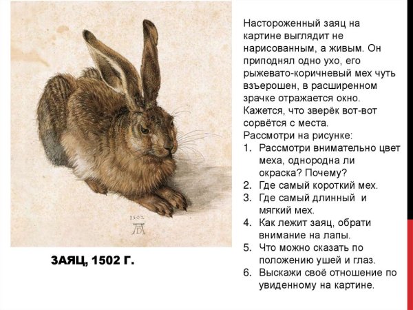 Альбрехт Дюрер заяц 1502