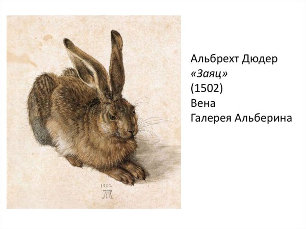 Альбрехт Дюрер анималистика