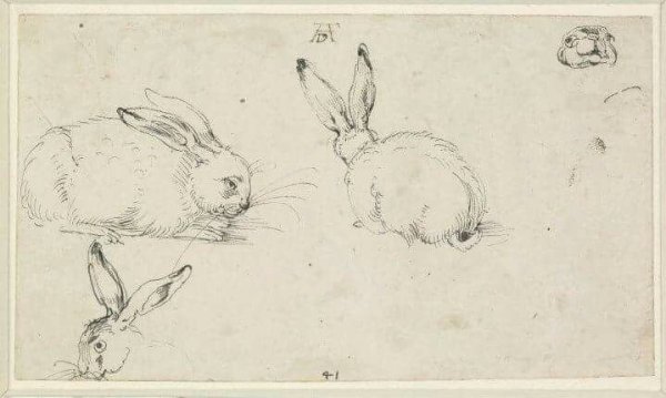 Альбрехт Дюрер заяц 1502
