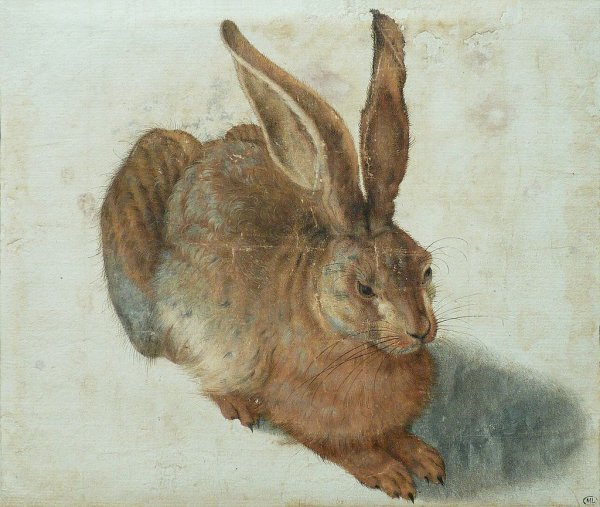 Альберт Дюрер кролик