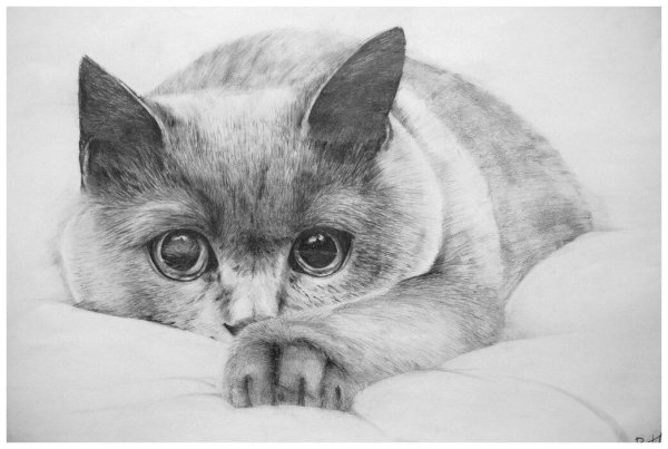 Необычные рисунки карандашом